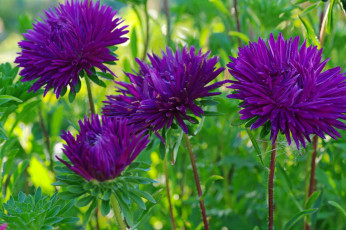 Картинка цветы астры август дача красота однолетники природа растения флора