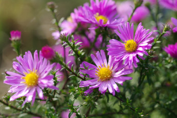 Картинка цветы астры октябрь астра кустовая многолетники красота осень макро дача флора розовый цвет природа растения