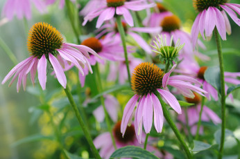 Картинка цветы эхинацея дача красота многолетники природа растения розовый цвет флора