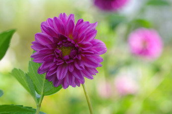 обоя цветы, георгины, красота, осень, позитив, природа, растения, сентябрь, флора