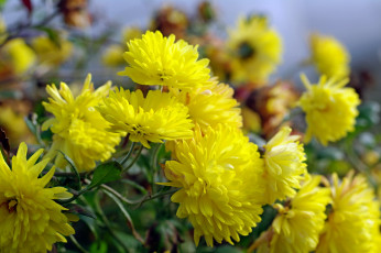 Картинка цветы хризантемы красота многолетники природа дача жёлтый цвет октябрь осень флора растения