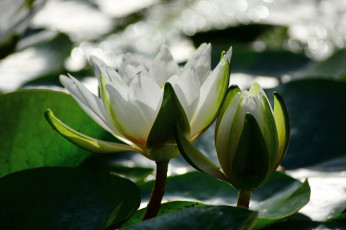 Картинка цветы лилии+водяные +нимфеи +кувшинки кувшинка водоем белая аптекарский огород