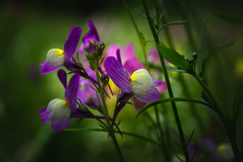 Картинка цветы луговые+ полевые +цветы стебли макро