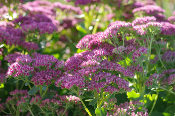 Картинка цветы растения природа очиток осень октябрь флора многолетники макро красота дача