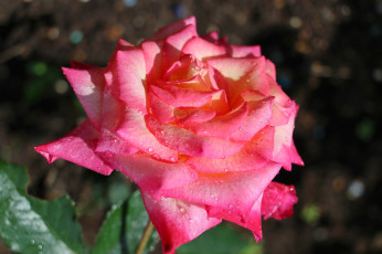 Картинка цветы розы blossoms leaves petals bud листья лепестки rose цветение роза бутон