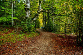 Картинка природа дороги простор