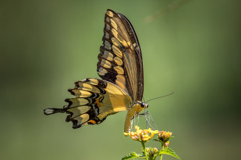 Картинка животные бабочки +мотыльки +моли бабочка