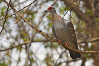 Картинка животные голуби птичка
