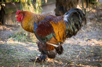 Картинка животные куры +петухи птичка