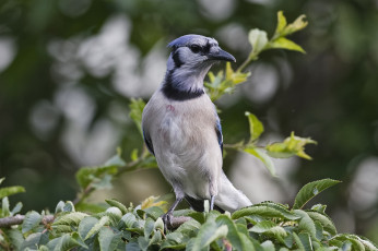 Картинка животные птицы птичка