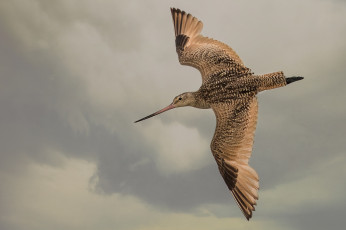 Картинка животные птицы птичка