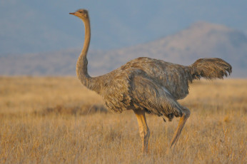 Картинка животные страусы птичка