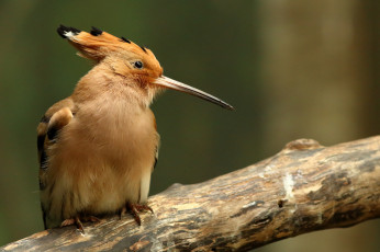 Картинка животные удоды птичка