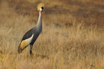 обоя животные, журавли, птичка