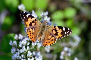 Картинка животные бабочки +мотыльки +моли бабочка
