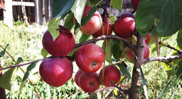 Картинка природа плоды яблоки