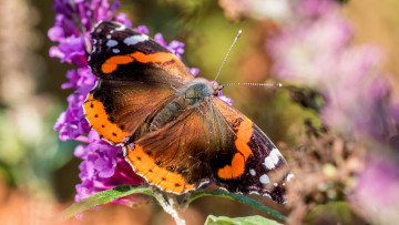 Картинка животные бабочки +мотыльки +моли бабочка