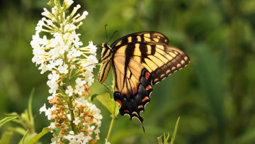 Картинка животные бабочки +мотыльки +моли бабочка