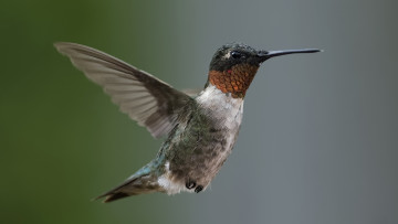 Картинка животные колибри птичка