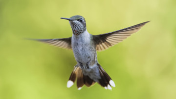 Картинка животные колибри птичка