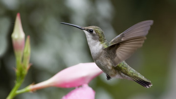 Картинка животные колибри птичка