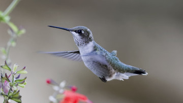 Картинка животные колибри птичка