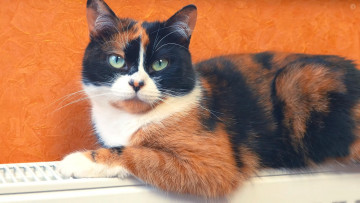 Картинка животные коты взгляд