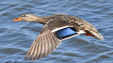 Картинка животные утки птичка