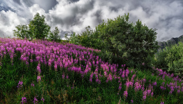 Картинка природа луга простор