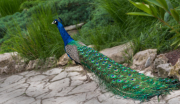 Картинка животные павлины птичка