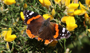 Картинка животные бабочки +мотыльки +моли бабочка