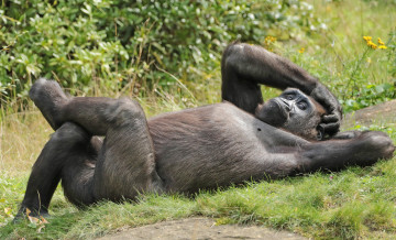 Картинка животные обезьяны обезьяна животное природа зоо