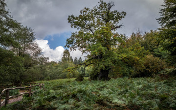 Картинка природа лес простор