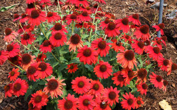 Картинка цветы эхинацея