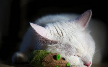 Картинка животные коты белый цвет