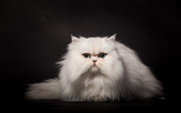 Картинка животные коты черный фон