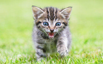 Картинка животные коты котенок