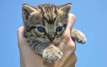 Картинка животные коты котенок рука