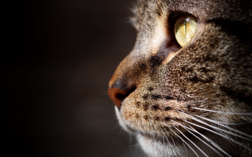 Картинка животные коты морда анфас