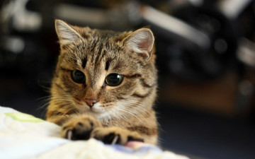 Картинка животные коты морда взгляд