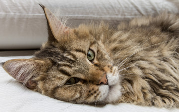 Картинка животные коты отдых морда