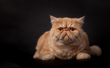 Картинка животные коты рыжий цвет черный фон