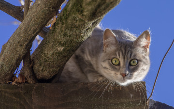 Картинка животные коты взгляд