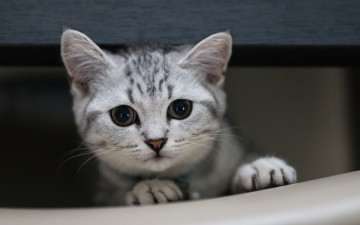 Картинка животные коты взгляд морда