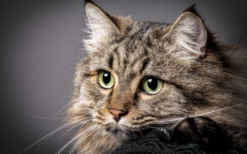 Картинка животные коты взгляд морда