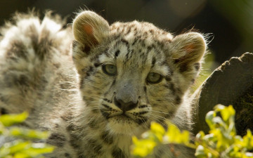 Картинка животные леопарды взгляд морда