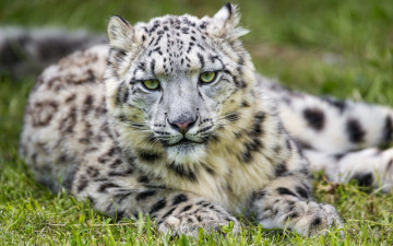 Картинка животные снежный+барс+ ирбис взгляд