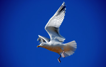 обоя животные, Чайки,  бакланы,  крачки, птичка