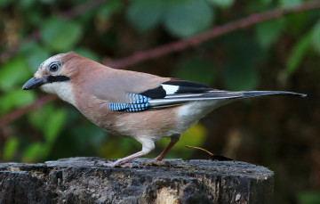 Картинка животные птицы птичка