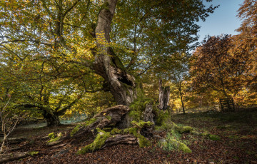 Картинка природа деревья простор